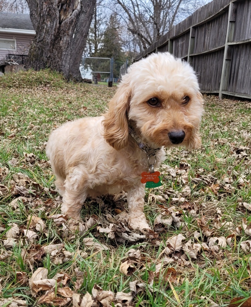 Gracie, an adoptable Cockapoo in Plymouth, MN, 55447 | Photo Image 3