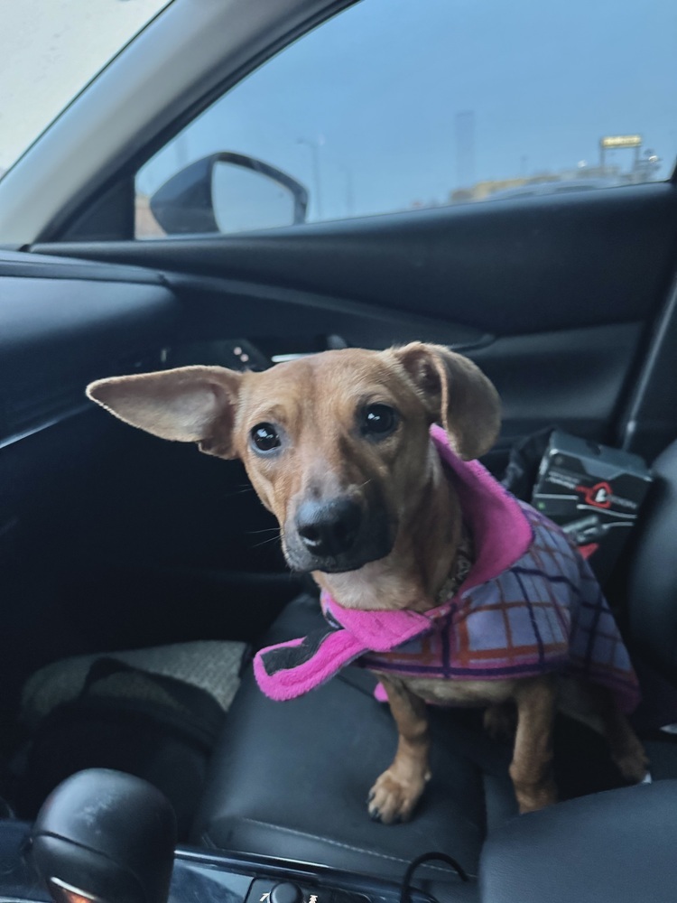 Leia, an adoptable Mixed Breed in Rapid City, SD, 57702 | Photo Image 1