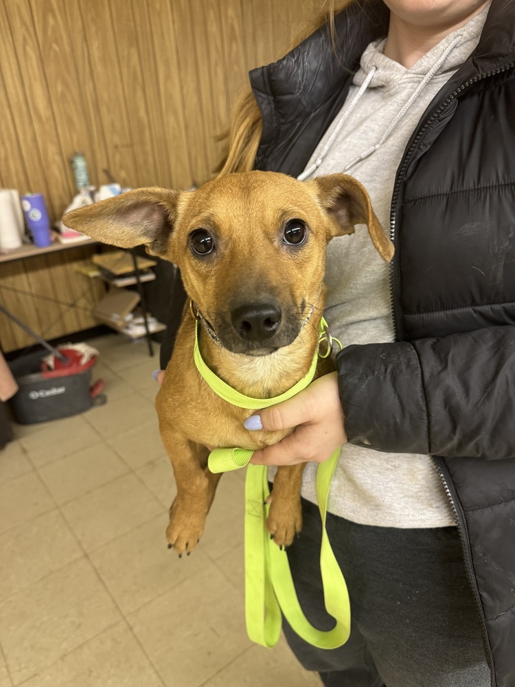 Leia, an adoptable Mixed Breed in Rapid City, SD, 57702 | Photo Image 5