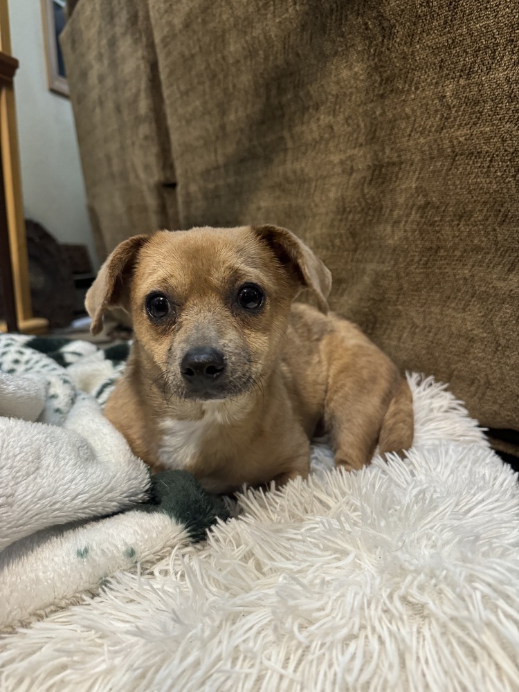 Winnie, an adoptable Mixed Breed in Rapid City, SD, 57702 | Photo Image 1