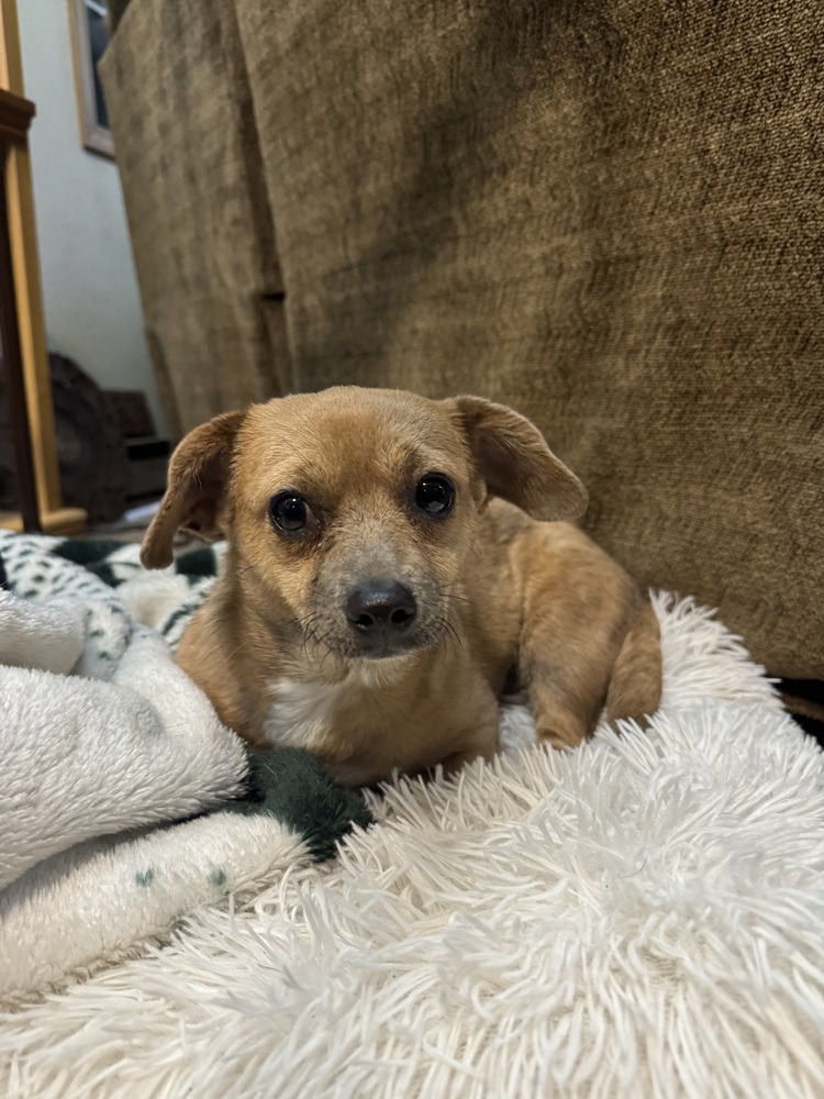 Winnie, an adoptable Mixed Breed in Rapid City, SD, 57702 | Photo Image 2