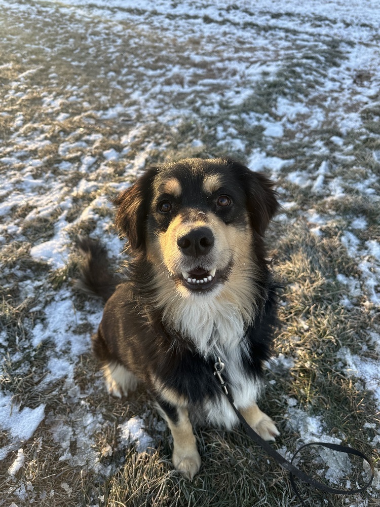 Midnight, an adoptable Mixed Breed in Rapid City, SD, 57702 | Photo Image 1