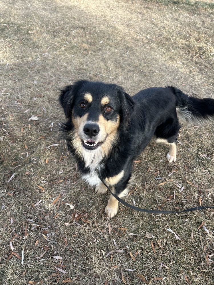 Midnight, an adoptable Mixed Breed in Rapid City, SD, 57702 | Photo Image 2