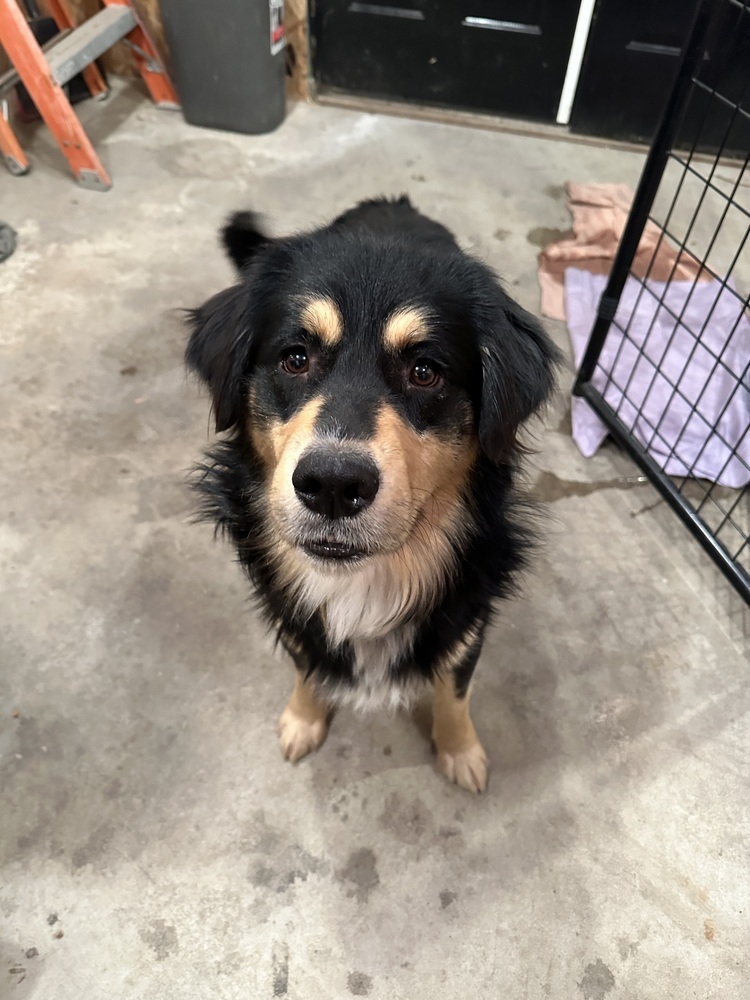 Midnight, an adoptable Mixed Breed in Rapid City, SD, 57702 | Photo Image 3