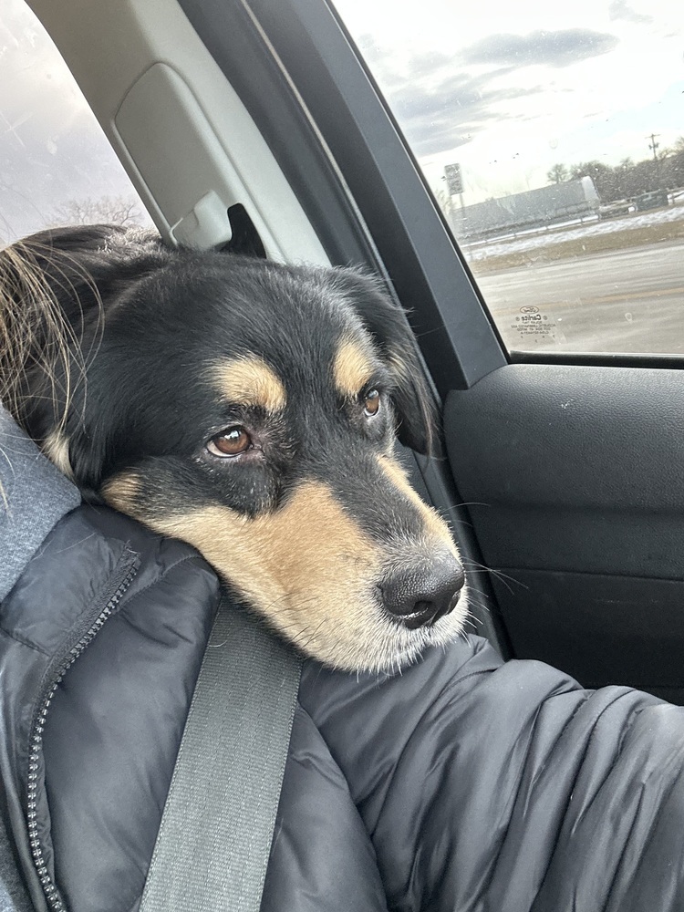 Midnight, an adoptable Mixed Breed in Rapid City, SD, 57702 | Photo Image 4