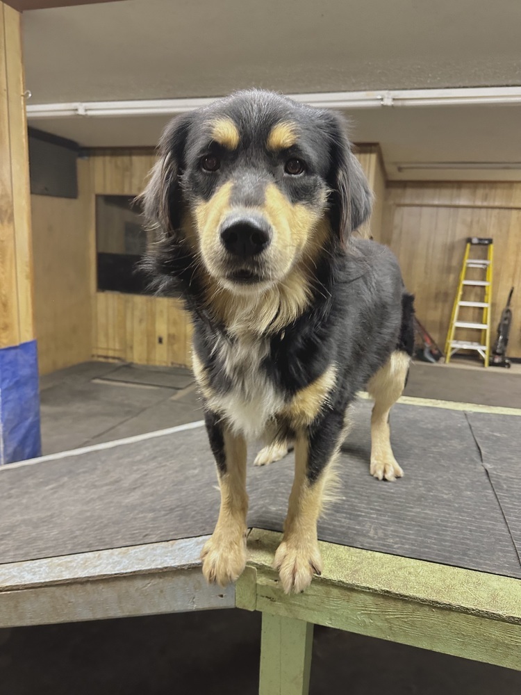 Midnight, an adoptable Mixed Breed in Rapid City, SD, 57702 | Photo Image 6