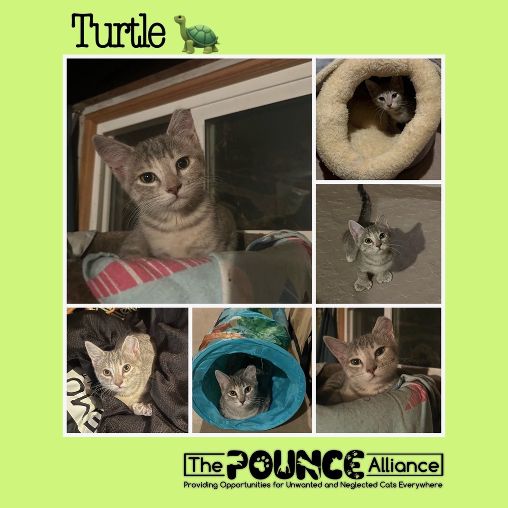 Turtle, an adoptable Domestic Short Hair in Liberty Lake, WA, 99019 | Photo Image 1