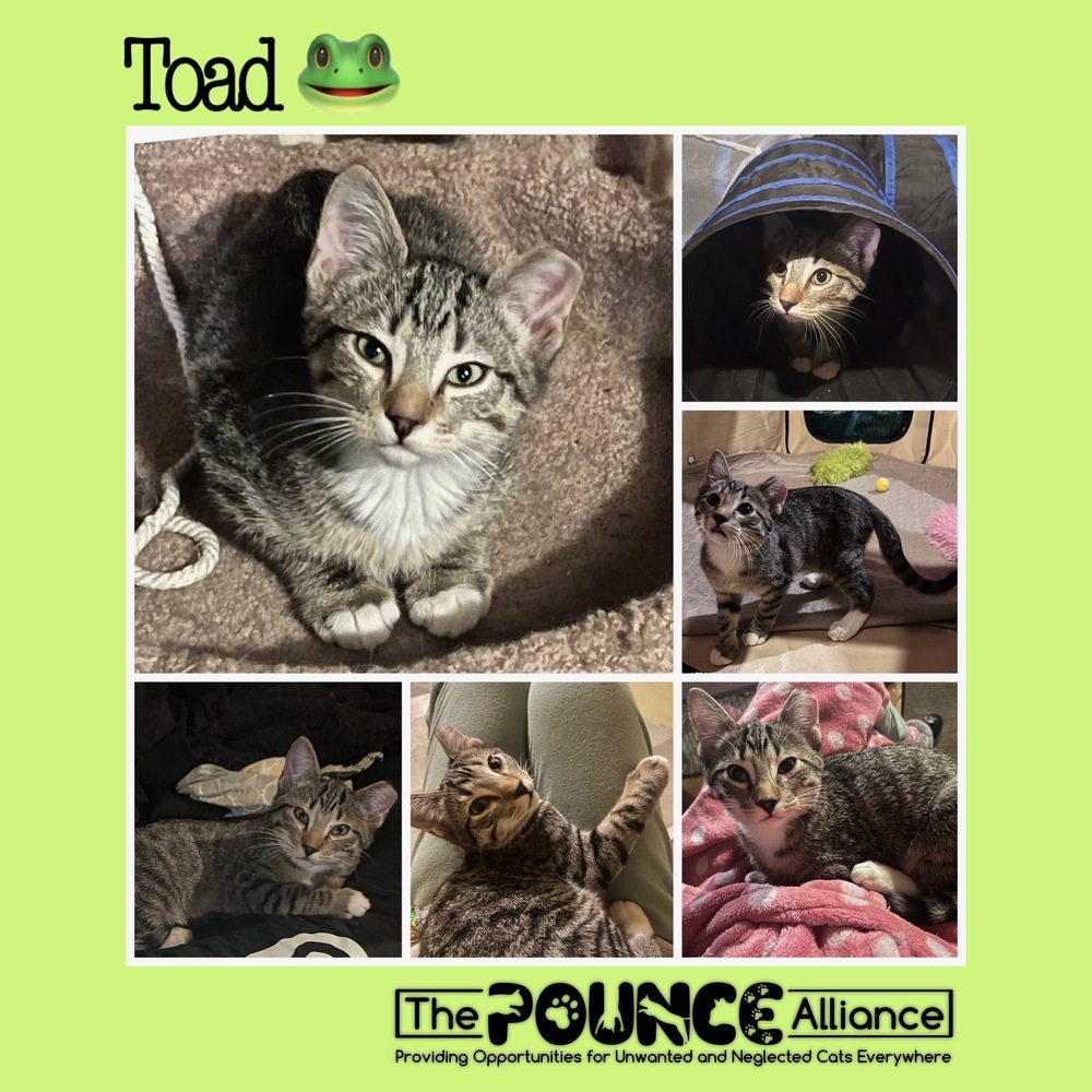 Toad, an adoptable Domestic Short Hair in Liberty Lake, WA, 99019 | Photo Image 1