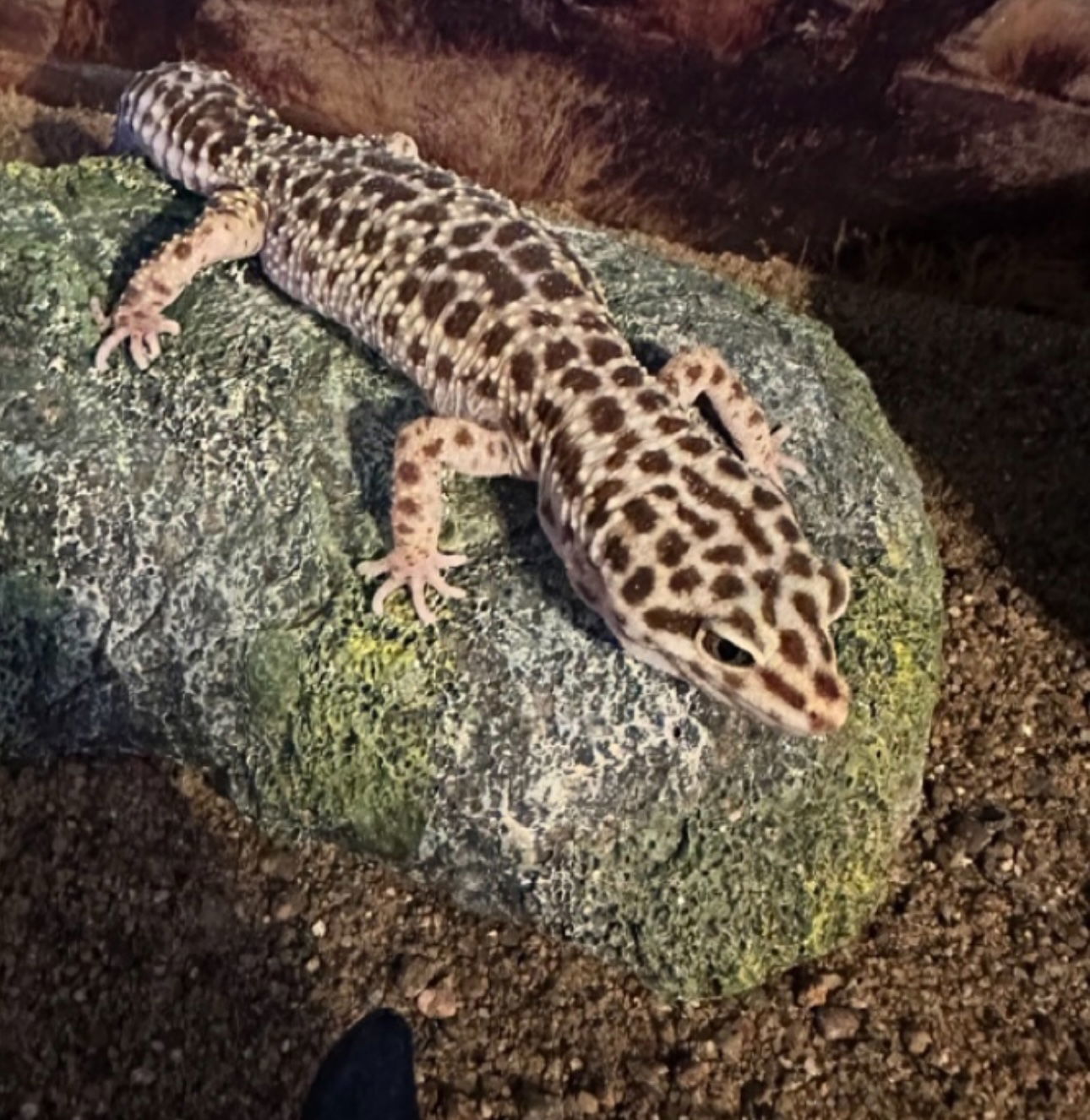 Leo