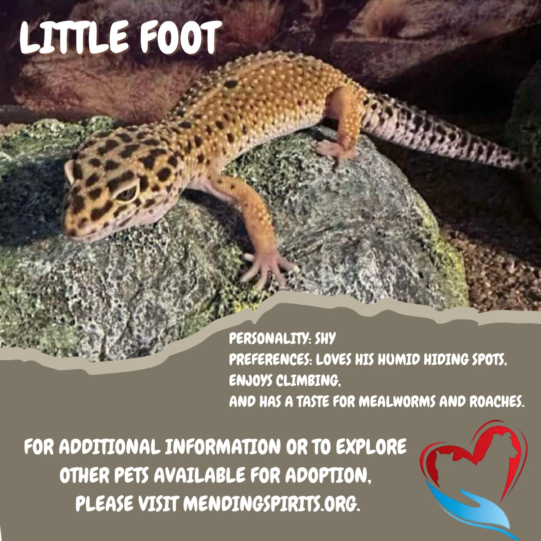 Little Foot