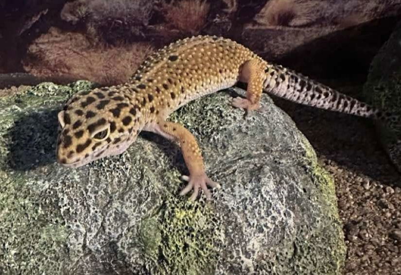 Little Foot