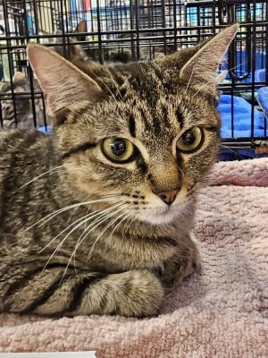 Turquoise, Adult Female Tabby