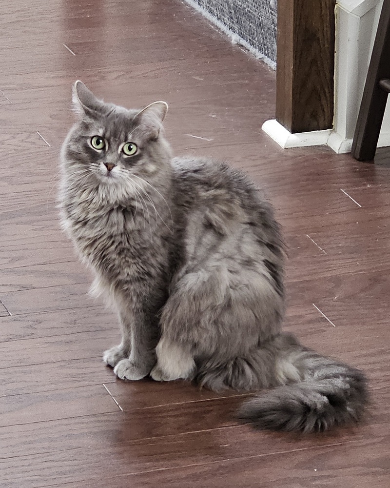 Disco, an adoptable Nebelung, Domestic Long Hair in Powder Springs, GA, 30127 | Photo Image 1