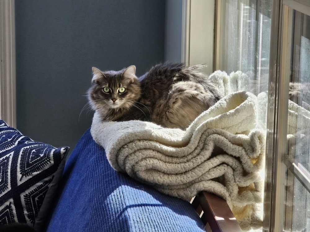 Disco, an adoptable Nebelung, Domestic Long Hair in Powder Springs, GA, 30127 | Photo Image 3