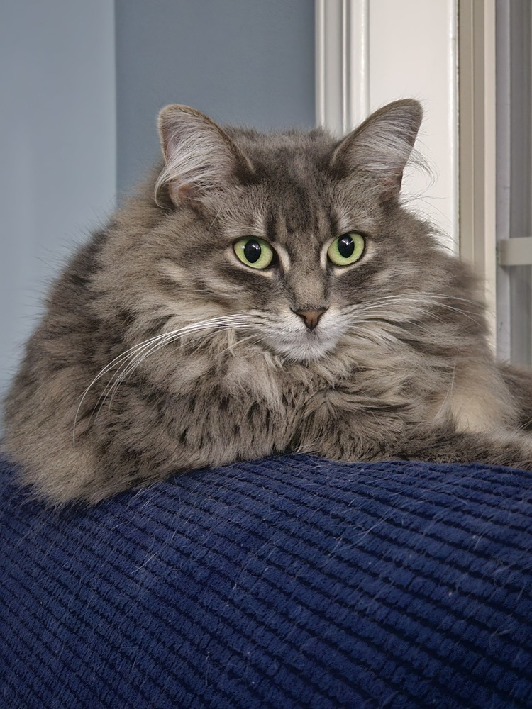 Disco, an adoptable Nebelung, Domestic Long Hair in Powder Springs, GA, 30127 | Photo Image 4