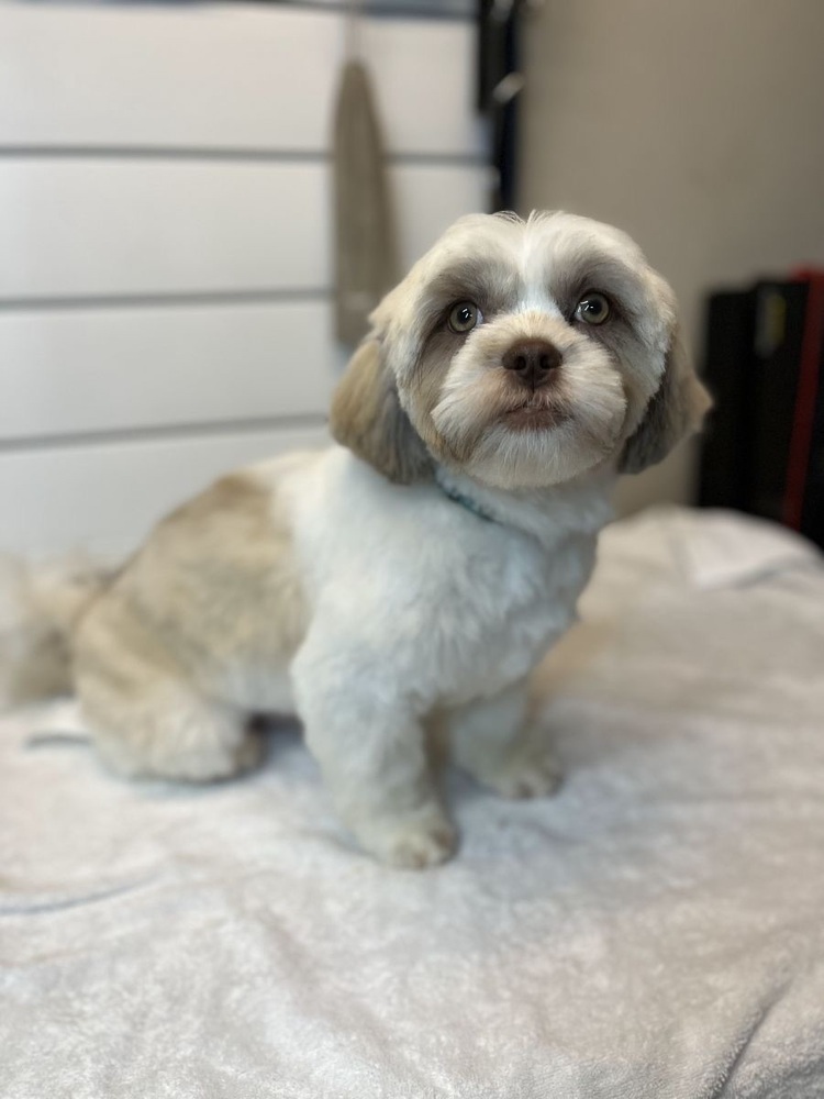 Laurel, an adoptable Shih Tzu, Pekingese in Powder Springs, GA, 30127 | Photo Image 1