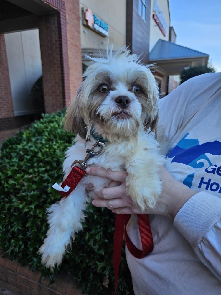 Laurel, an adoptable Shih Tzu, Pekingese in Powder Springs, GA, 30127 | Photo Image 2