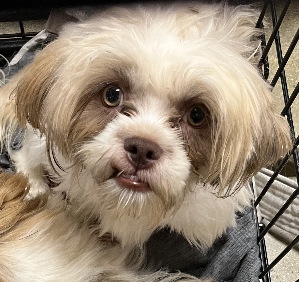 Laurel, an adoptable Shih Tzu, Pekingese in Powder Springs, GA, 30127 | Photo Image 3