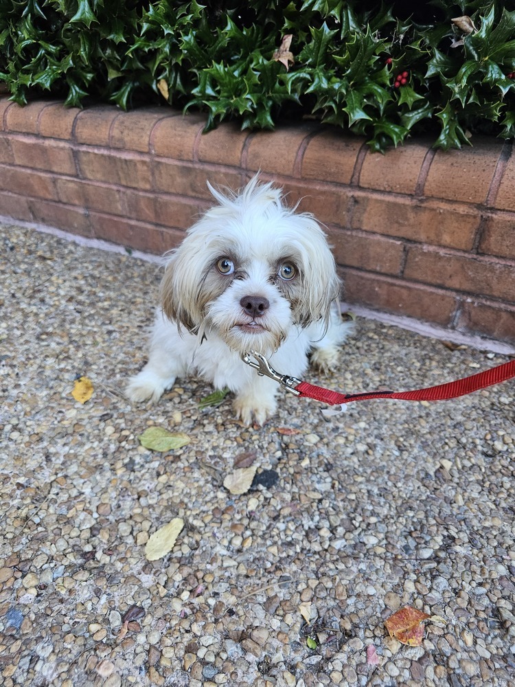 Laurel, an adoptable Shih Tzu, Pekingese in Powder Springs, GA, 30127 | Photo Image 4