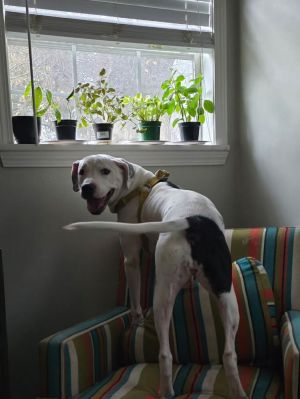 Cece, Adult Female American Bulldog