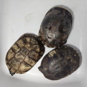 African Sidenecks Assorted, Young Male unknown