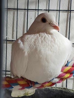 Look at this lovely large lady named Poppy Lucky to be alive with a lyrical coo to boot this gal