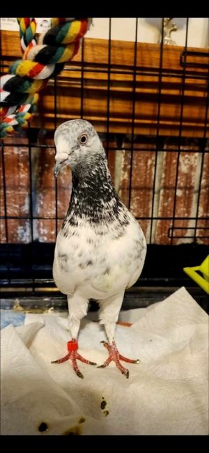 Its a well-known fact that pigeons are smart This has been proven for centuries Lovelace here is 