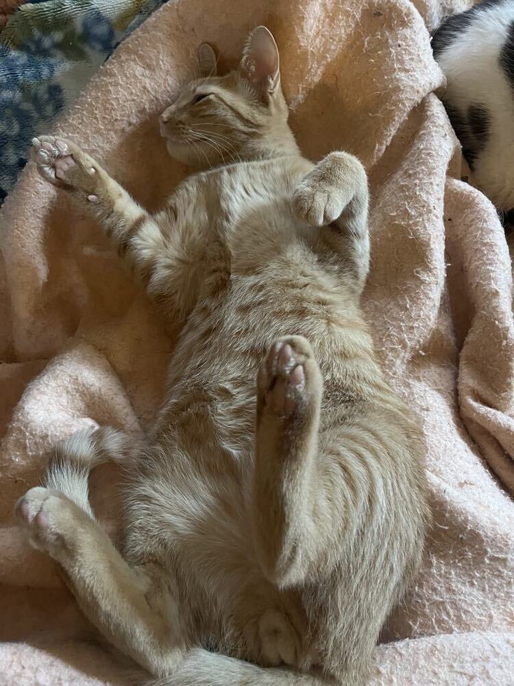 Reggie