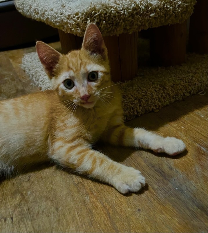 Reggie