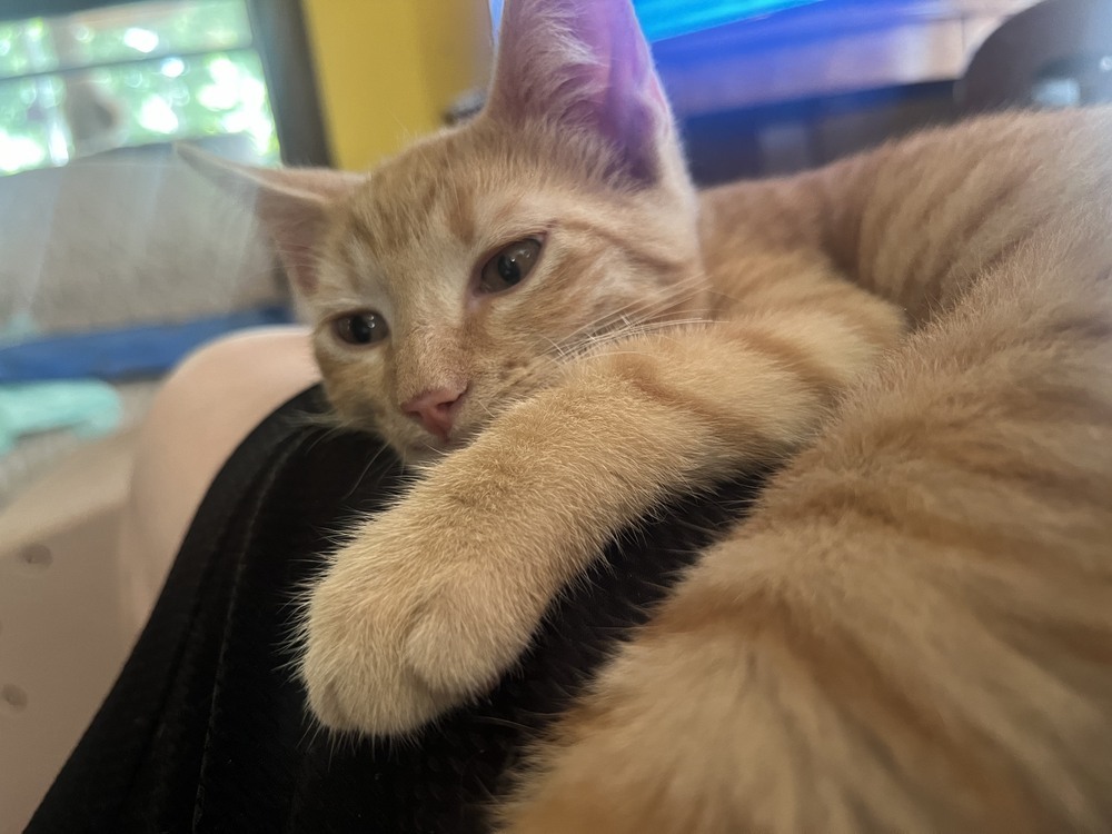 Reggie