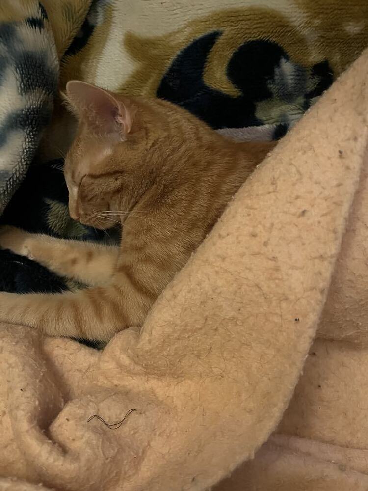 Reggie