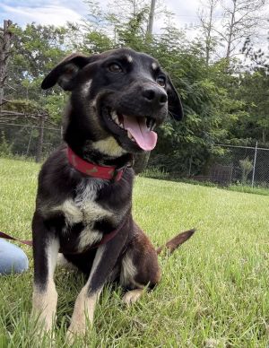 Wilfred (Winnie Pup), Baby Male Shepherd