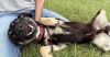 Wilfred (Winnie Pup) photo 2