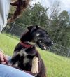 Wilfred (Winnie Pup) photo 3