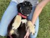 Wilfred (Winnie Pup) photo 4