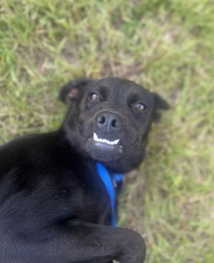 Journey (Astrid), Baby Female Terrier