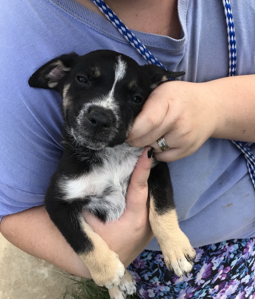 Wilson (Winnie Pup)