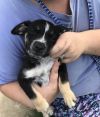 Wilson (Winnie Pup) photo 1