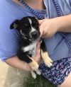 Wilson (Winnie Pup) photo 3