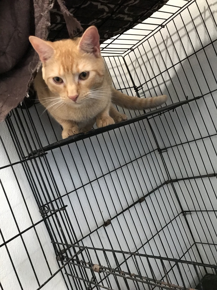 Chablis 24, an adoptable Domestic Short Hair in Crystal Springs, MS, 39059 | Photo Image 1
