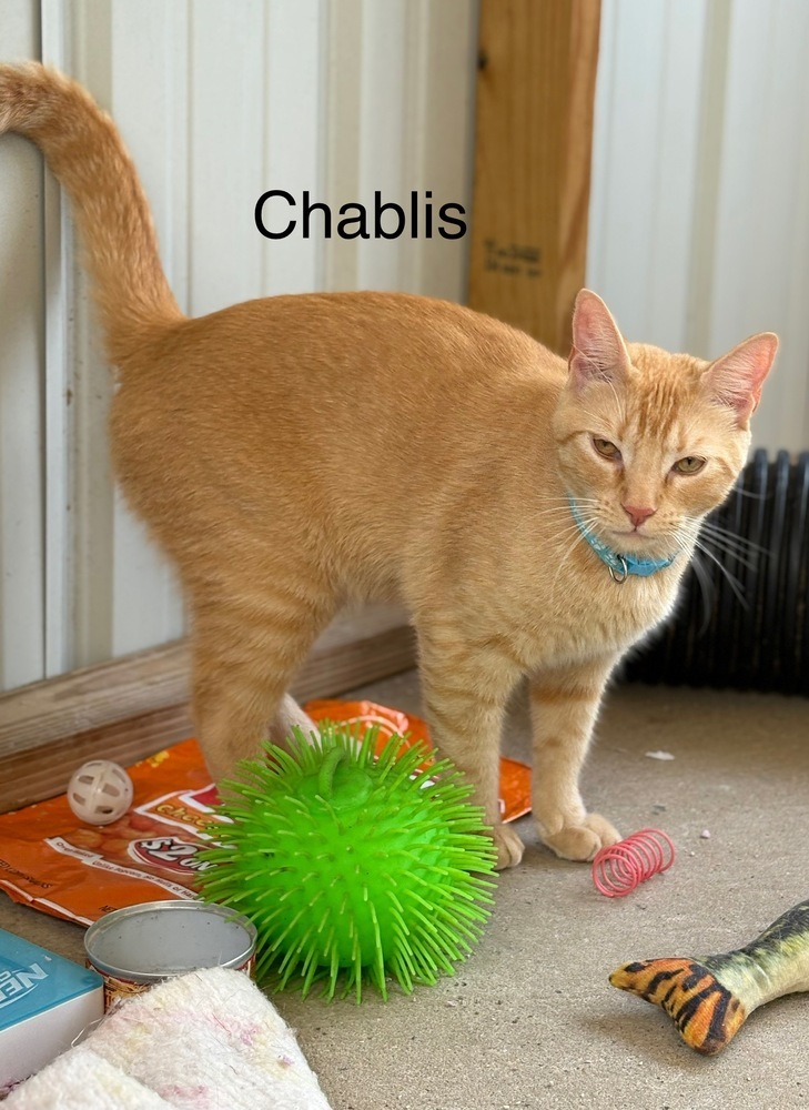 Chablis 24, an adoptable Domestic Short Hair in Crystal Springs, MS, 39059 | Photo Image 1
