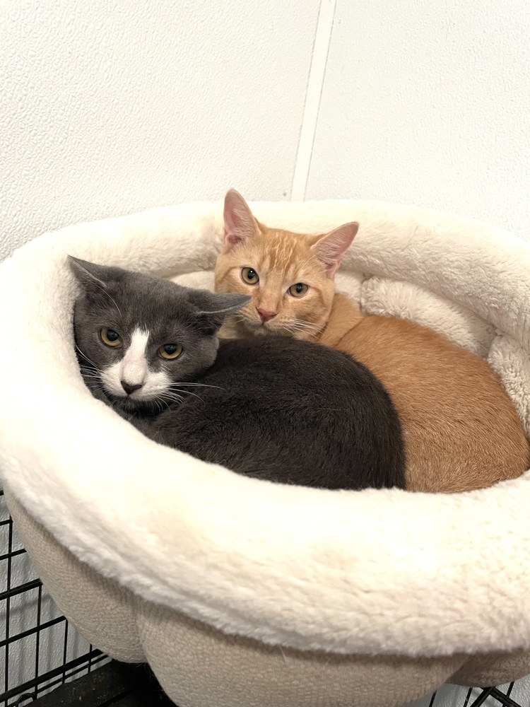 Chablis 24, an adoptable Domestic Short Hair in Crystal Springs, MS, 39059 | Photo Image 3
