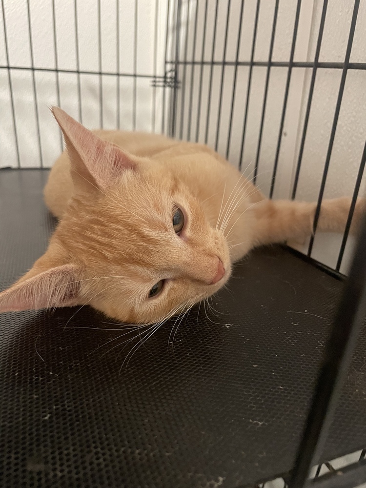 Chablis 24, an adoptable Domestic Short Hair in Crystal Springs, MS, 39059 | Photo Image 4