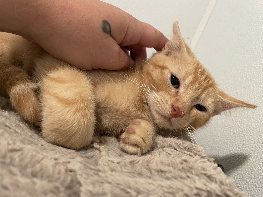 Chablis 24, an adoptable Domestic Short Hair in Crystal Springs, MS, 39059 | Photo Image 5