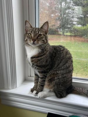 Stitch, Young Male Domestic Short Hair