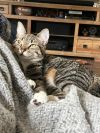 Stitch photo 2