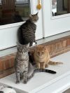 Stitch photo 5