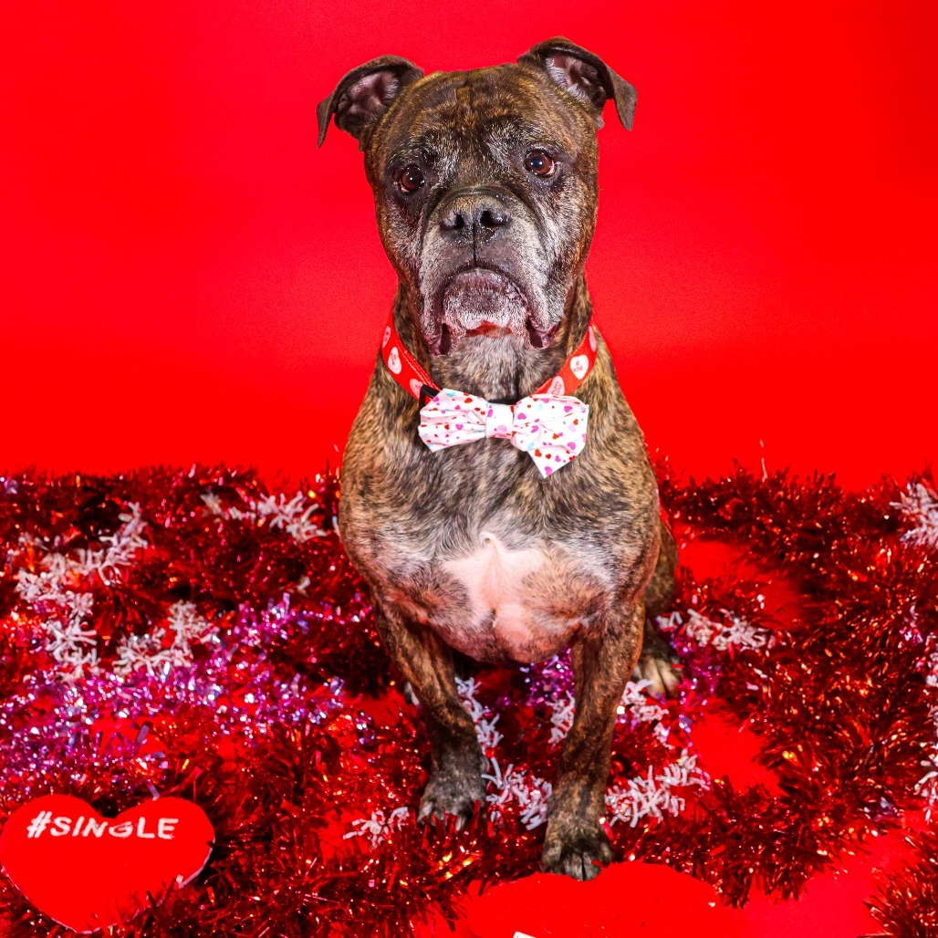 Knuckles, an adoptable Bullmastiff in Newark, DE, 19713 | Photo Image 1