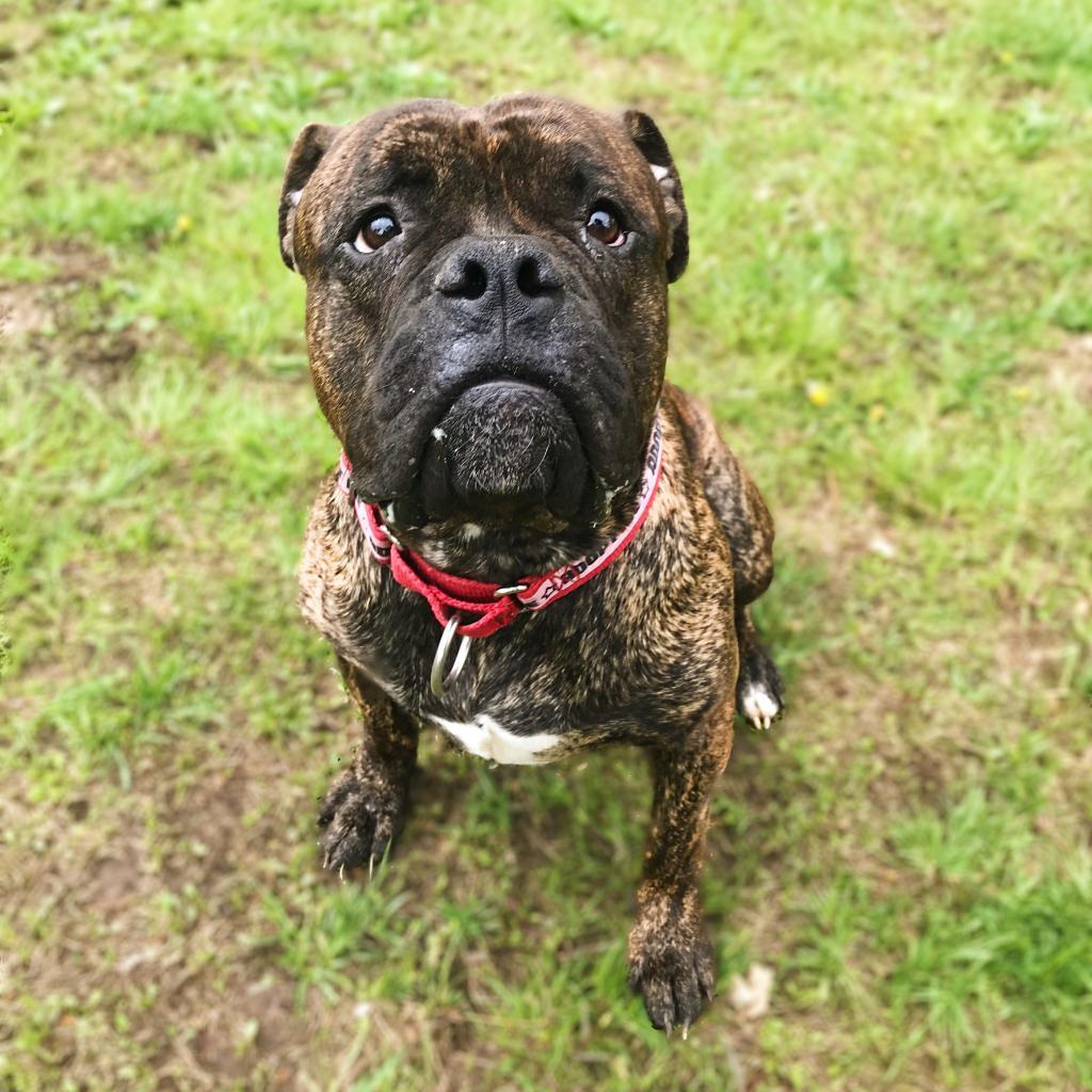 Knuckles, an adoptable Bullmastiff in Newark, DE, 19713 | Photo Image 2