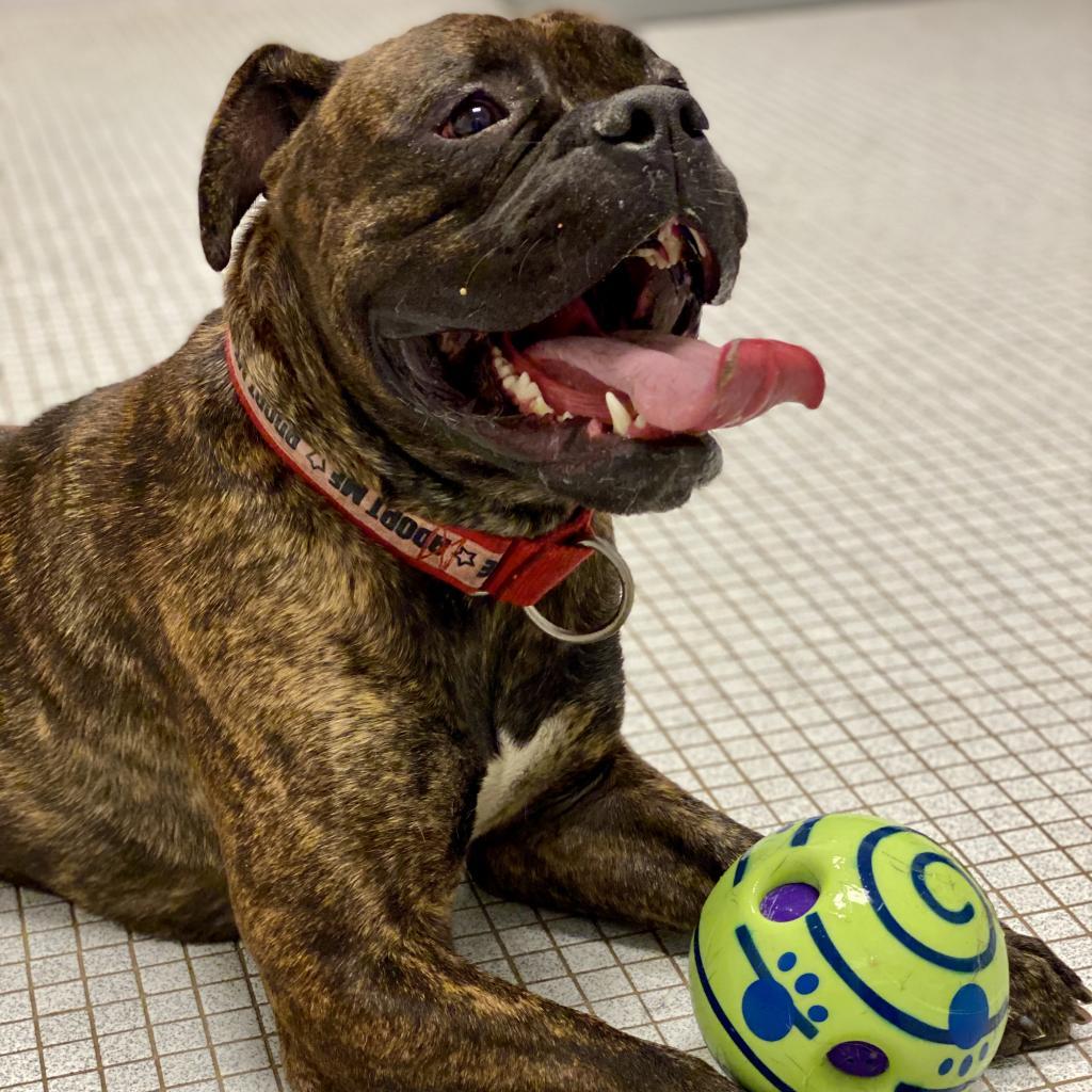 Knuckles, an adoptable Bullmastiff in Newark, DE, 19713 | Photo Image 3